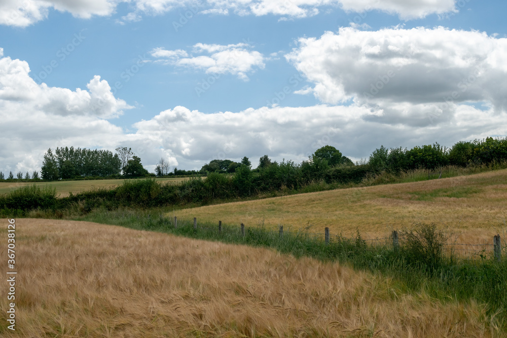 View over wheat fields,hedgerows and rolling hills in English countryside