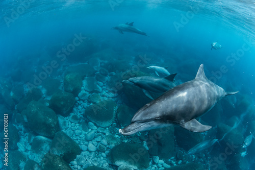 Dolphins inhabiting in Mikurajima, Tokyo, Japan 
