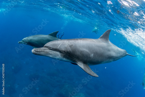 Dolphins inhabiting in Mikurajima, Tokyo, Japan 