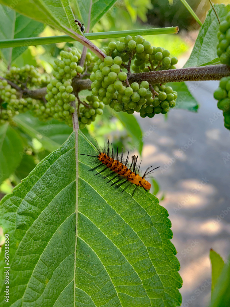 Naklejka premium Caterpillar and Ant Crawling on Leaf