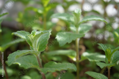 fresh Herbs