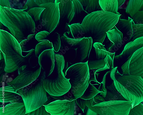 Beautiful bright green leaves ornamental plant hosta.Hosta Tratt. Texture, green.Hosta Vetricosa. Full Frame Shot Of Plants Growing Outdoors photo