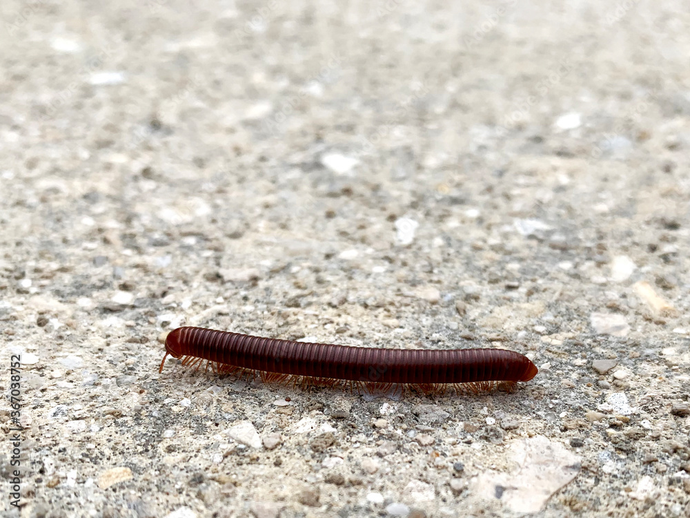 Rusty Millipede Crawling on Ground Rusty Millipede Crawling on Ground