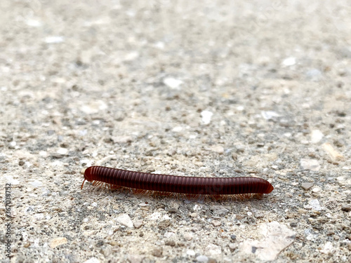 Rusty Millipede Crawling on Ground © Bonnie V. Photos