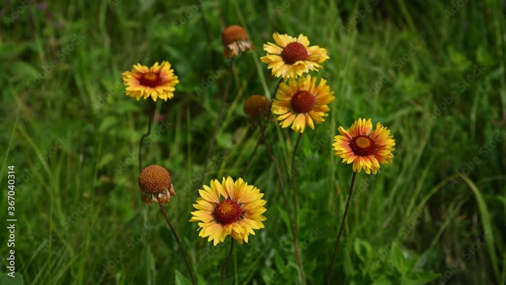 Macro video of a group of bright yellow and orange Great Blanketflower wildflowers moving slowly in the wind with a dark green background.
Macro video of a group of bright yellow and orange Great Blanketflower wildflowers moving slowly in the wind with a dark green background.