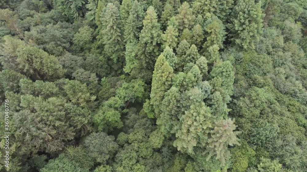 Aerial View of the Sequoia National Park Forest. Drone Footage Aerial View of the Sequoia National Park Forest. Drone Footage