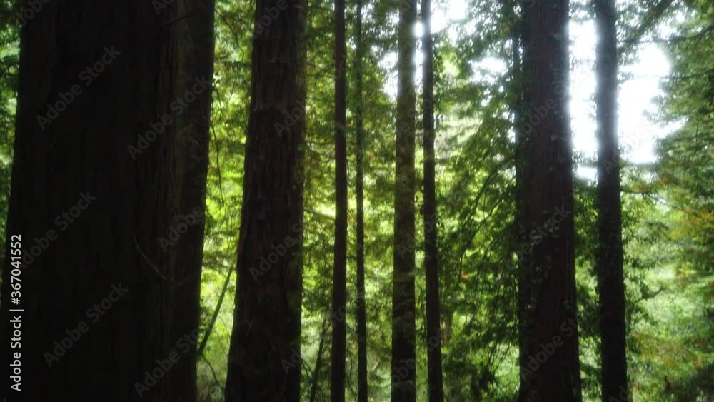 Inside of Sequoia National Park Forest. Inside of Sequoia National Park Forest.