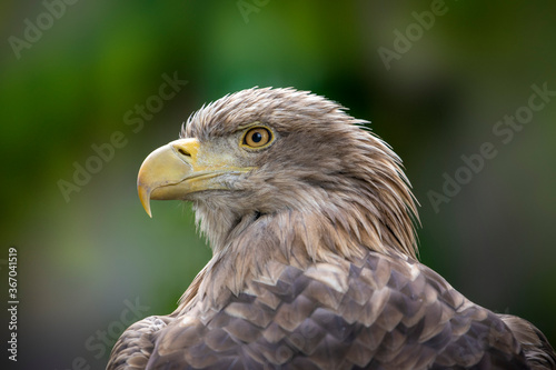 Wildlife closeup of beautiful white-tailed eagle  haliaeetus albicilla  seen in its habitat in Polish mountains. The dangerous predator watches in search of food