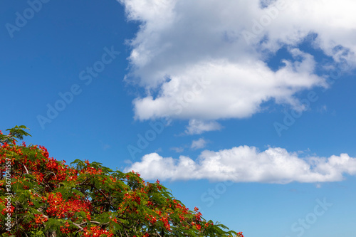 Flamboyant ciel nuages