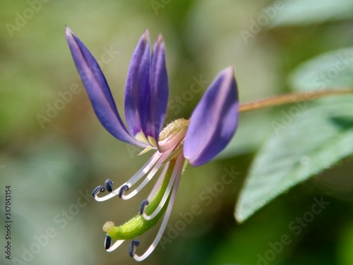 Macro shot of Cleome rutidosperma (fringed spider flower, purple cleome, maman ungu, maman lanang) with a natural background