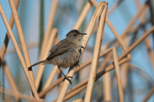 Marsh Wren Juvenile Perched on a Reed