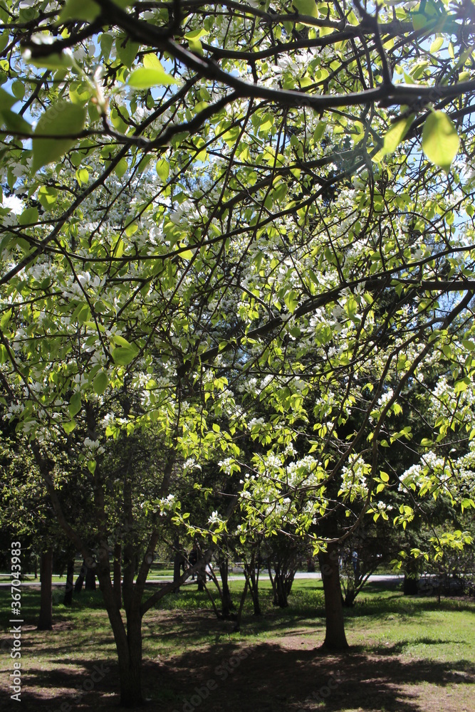 Obraz premium flowering Apple trees with green leaves on branches in the spring in the Park