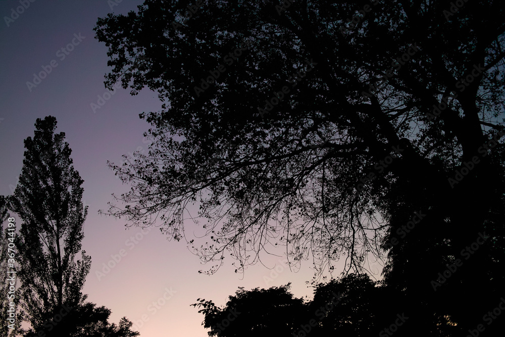 Fototapeta premium 木々