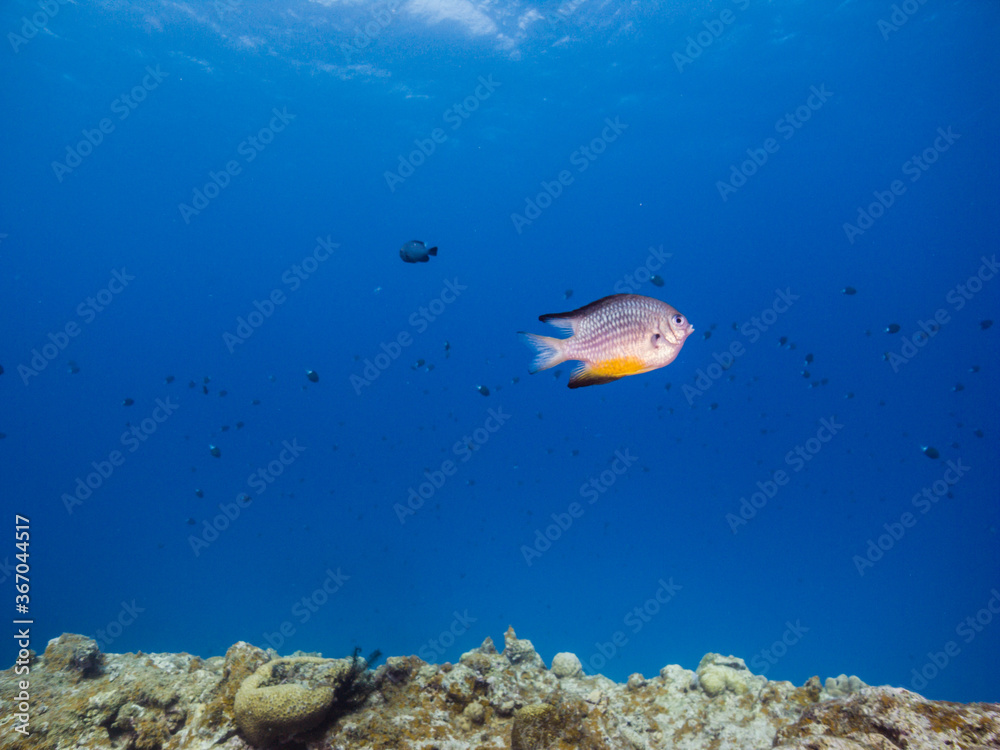 coral reef with fish, blue background. Ie Island, Okinawa, Japan coral reef with fish, blue background. Ie Island, Okinawa, Japan
