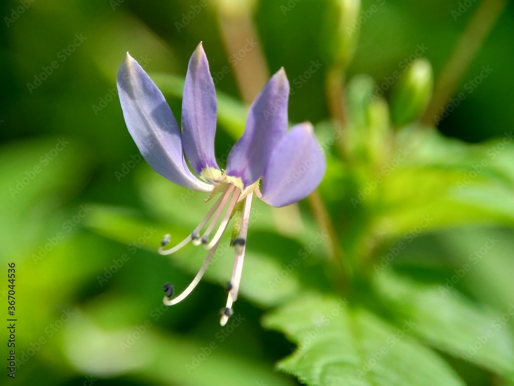 Macro shot of Cleome rutidosperma (fringed spider flower, purple cleome, maman ungu, maman lanang) with a natural background Macro shot of Cleome rutidosperma (fringed spider flower, purple cleome, maman ungu, maman lanang) with a natural background