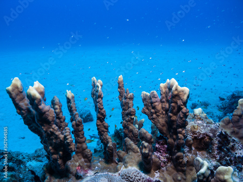 coral reef and fishes. blue background. Ie Island, Okinawa, Japan