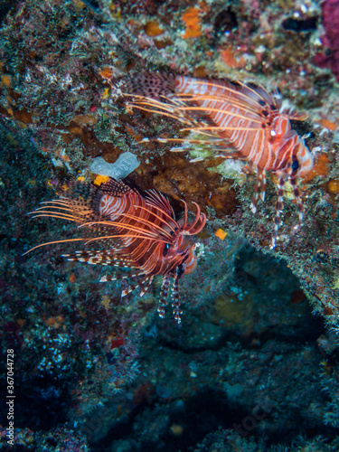 spotfin lionfish under the coral rock. Science name: Pterois antennata (Bloch, 1787). Ie Island, Okinawa, Japan