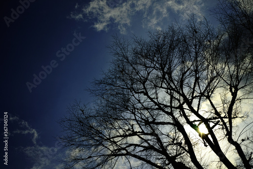 sky and tree