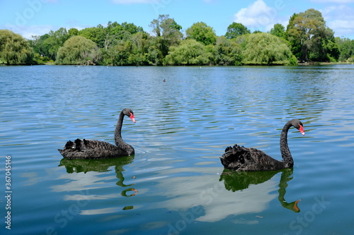 Fototapeta Naklejka Na Ścianę i Meble -  New Zealand Auckland - Two black swans (Cygnus atratus) in Western Springs Lakeside Park