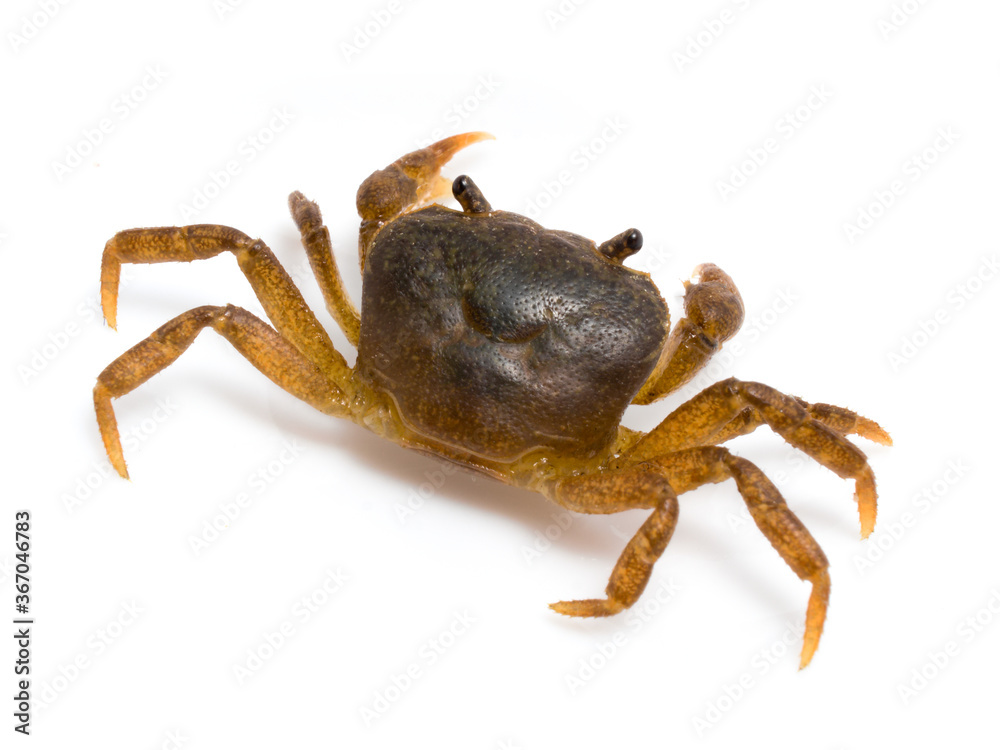 Japanese freshwater crab on white background, Geothelphusa dehaani