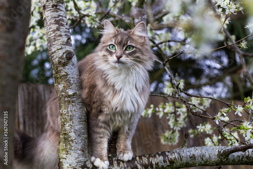 Green-eyed adorable cat sits on blooming plum tree