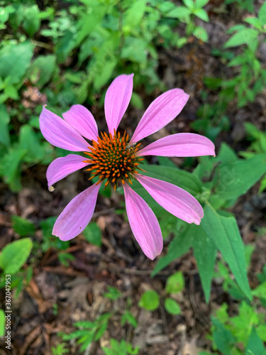 pink flower in the garden