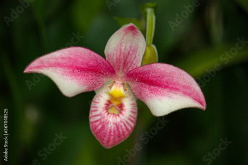 pink orchid flower