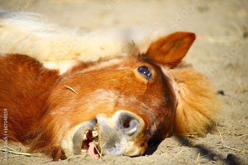 動物
zoo
アニマル
動物園
生物
