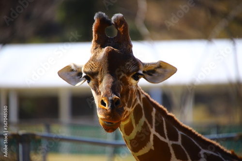 動物
zoo
アニマル
動物園
生物
