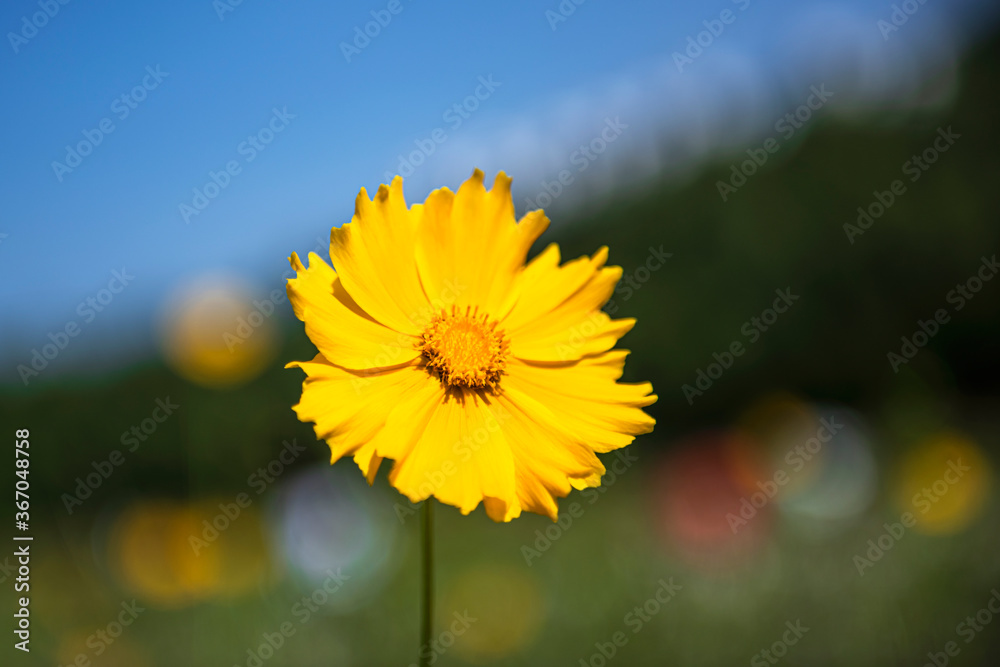 Fototapeta premium Beautiful yellow Golden wave flower,Lance Coreosis background blue sky. 