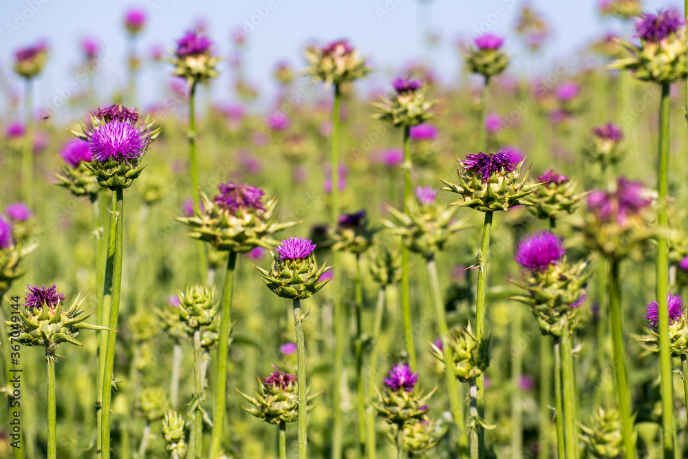 Fototapeta premium Purple flower with jagged bulbous support. Wild flower. Scottish Thistle.