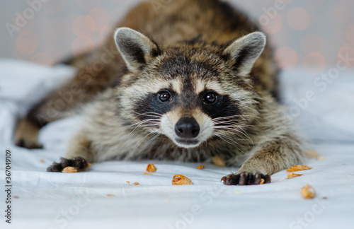A funny cute raccoon has cracked a bunch of nuts and looks into the frame over the shells of nuts. Raccoon food concept