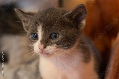 Domestic gray and white kitten head close-up 