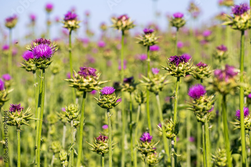 Purple flower with jagged bulbous support. Wild flower. Scottish Thistle.