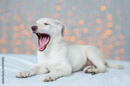 A white dog lies against the background of lights and yawns with full mouth. Sleeping dog at home