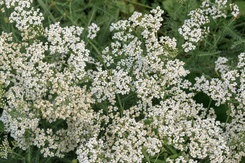 Flowers of Achillea millefolium, commonly known as yarrow. Flowering plant in the family Asteraceae. Many small white petals, green stems and leaves.