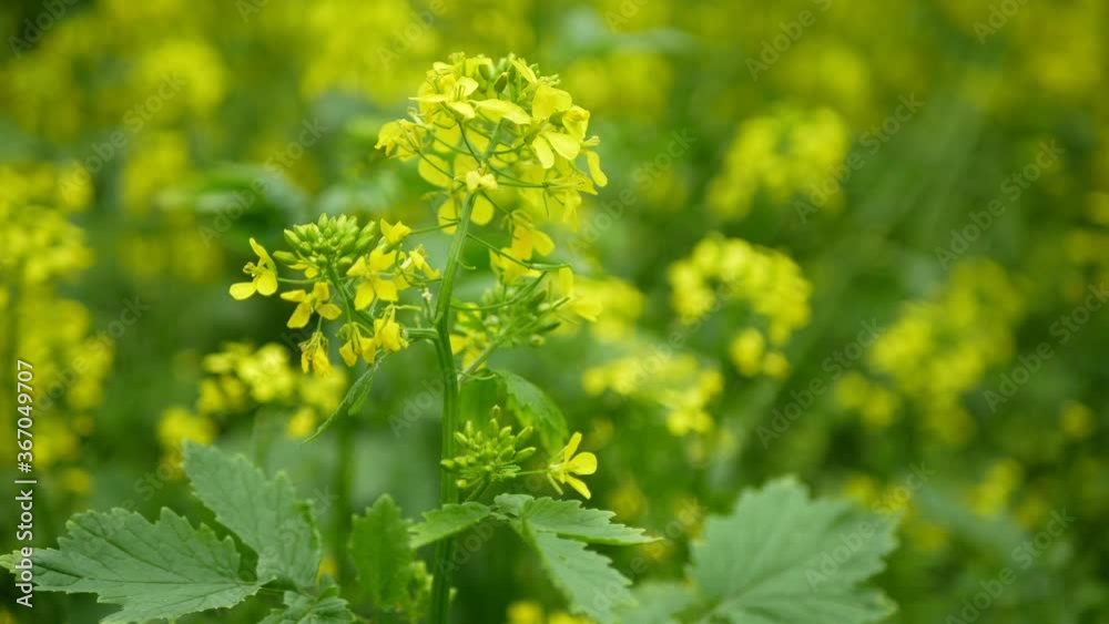 Flowering white mustard Sinapis alba detail close-up field, farm bio organic farming, soil climate change, landscape agriculure land environmental blossoming blossom plant agricultural, biofuel Flowering white mustard Sinapis alba detail close-up field, farm bio organic farming, soil climate change, landscape agriculure land environmental blossoming blossom plant agricultural, biofuel