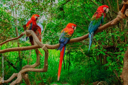 flying parrots of south america full colors in zoological parks of venezuela 