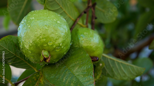 Guava on the tree