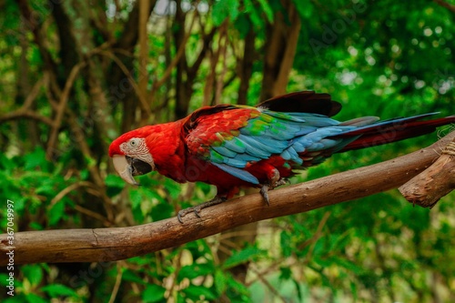 flying parrots of south america full colors in zoological parks of venezuela 