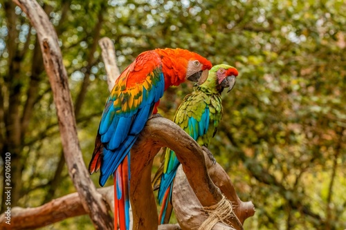 flying parrots of south america full colors in zoological parks of venezuela 