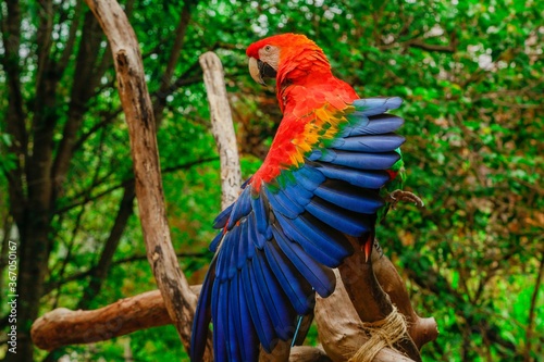 flying parrots of south america full colors in zoological parks of venezuela 