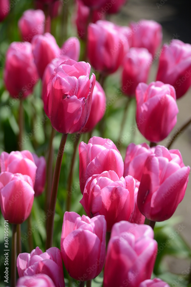 Tulip Tulip