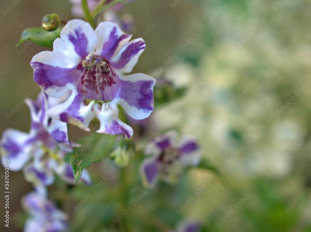 Closeup white purple petals of Narrowleaf angelon ,willowleaf angelon flower plants in garden with blurred background ,macro image , soft focus ,sweet color for card design Closeup white purple petals of Narrowleaf angelon ,willowleaf angelon flower plants in garden with blurred background ,macro image , soft focus ,sweet color for card design