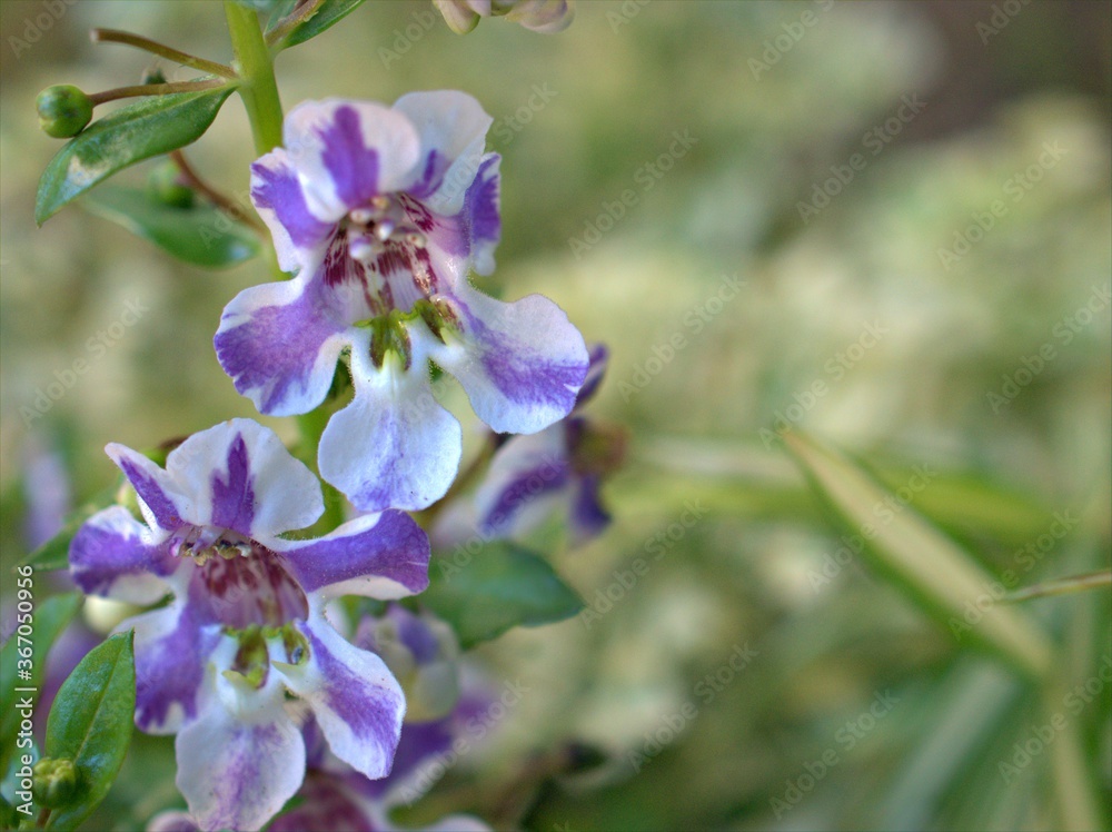 Closeup white purple petals of Narrowleaf angelon ,willowleaf angelon flower plants in garden with blurred background ,macro image , soft focus ,sweet color for card design Closeup white purple petals of Narrowleaf angelon ,willowleaf angelon flower plants in garden with blurred background ,macro image , soft focus ,sweet color for card design