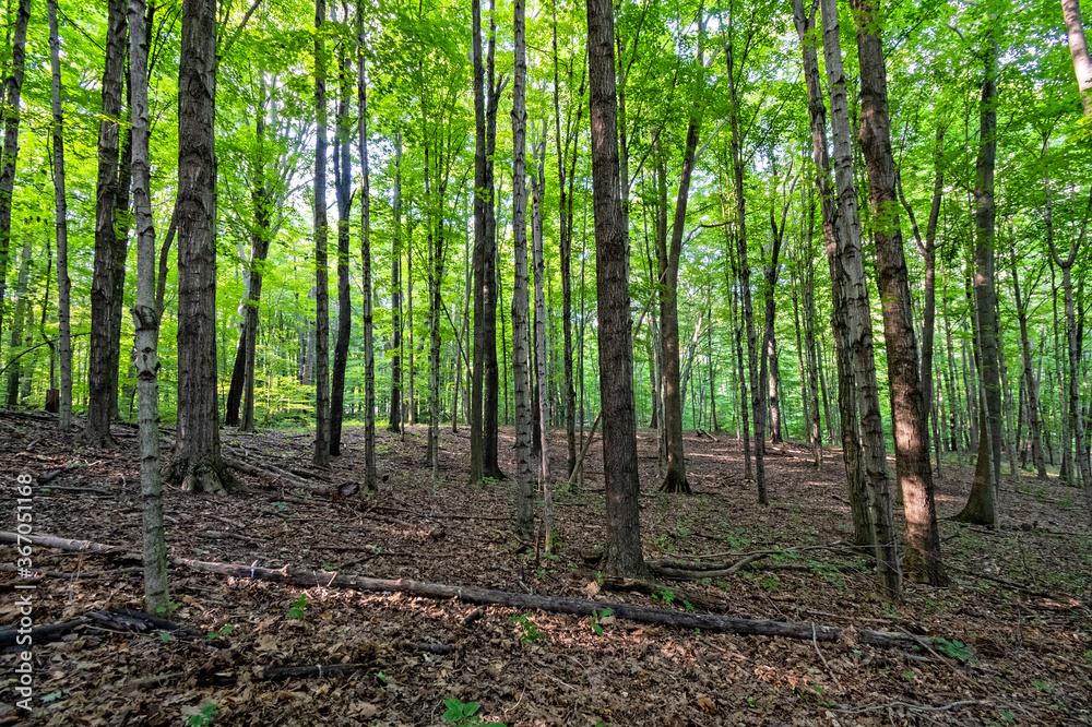 forest in the morning during the summer. forest in the morning during the summer.