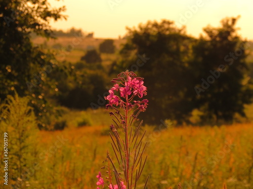 Flowers in the field  at sunset. A sunset in a field is like a sunset in flowers. Wildflowers - Beautiful