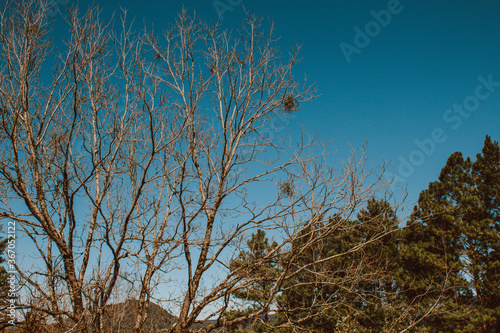 tree in the sky (ID: 367052122)