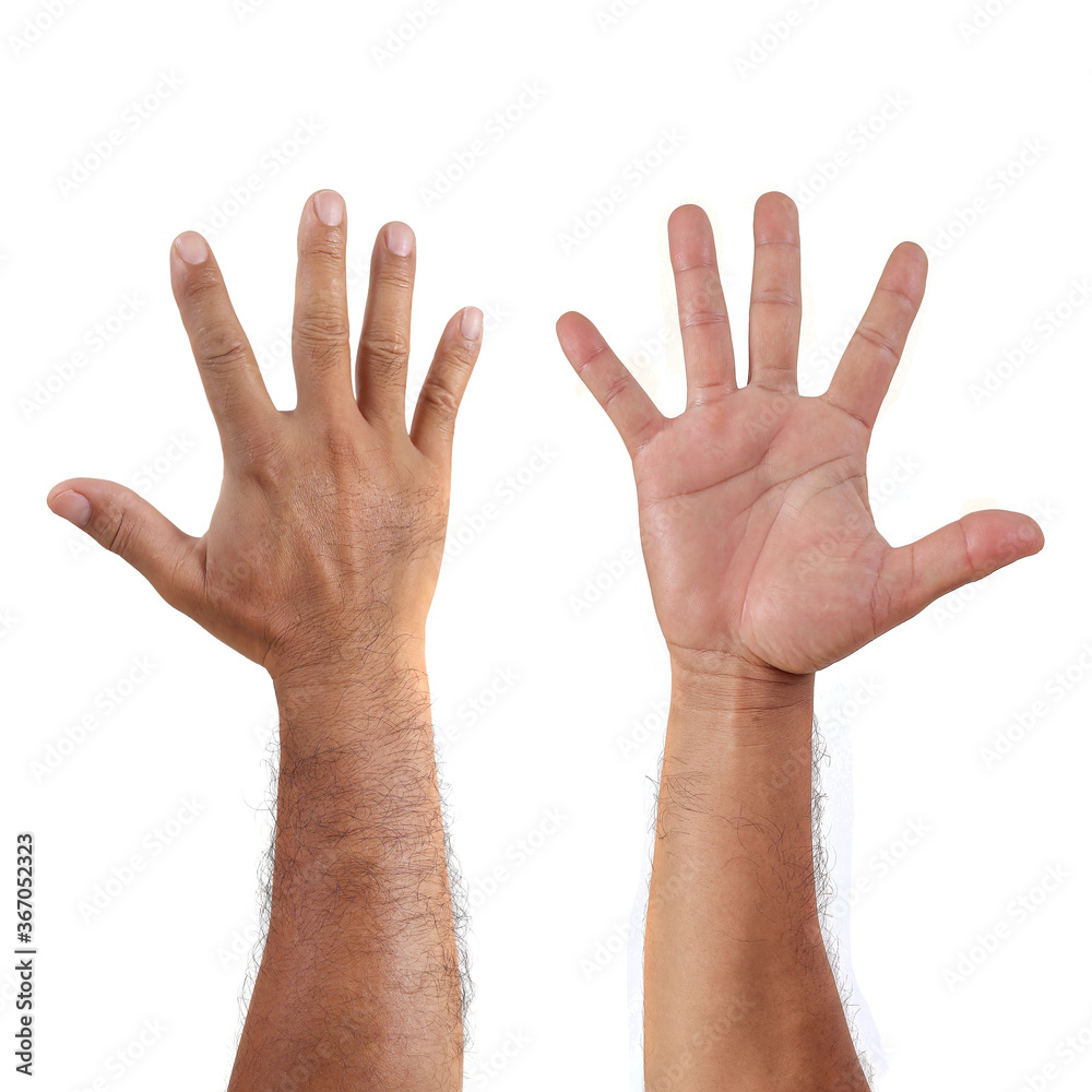 Man hand or male hand front and back isolated on white background