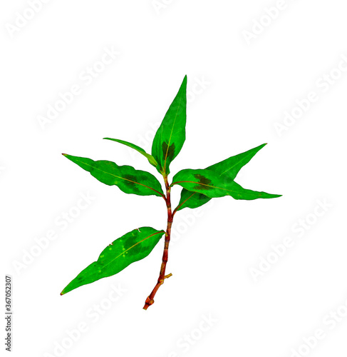 Persicaria odorata (Vietnamese coriander) isolated on white background with selective focus